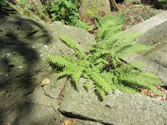 Polystichum tripteron