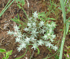 Helichrysum cerastioides