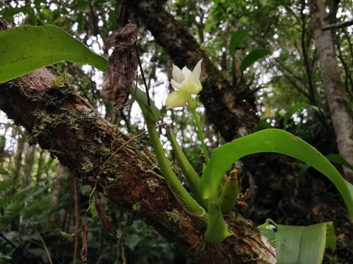 Polystachya cultriformis, photograph 2