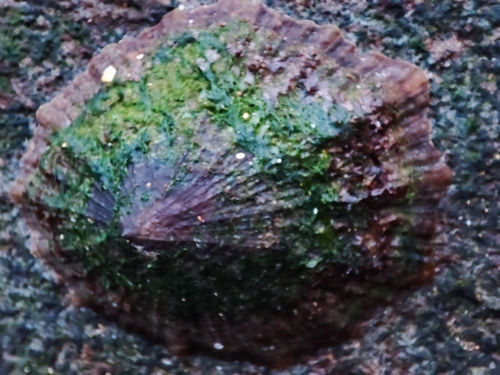 Patella tenuis