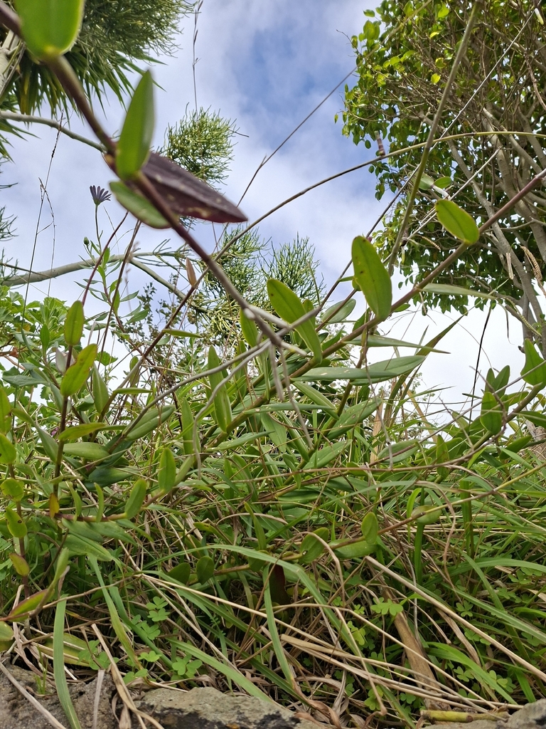 Epidendrum x obrienianum Rolfe
