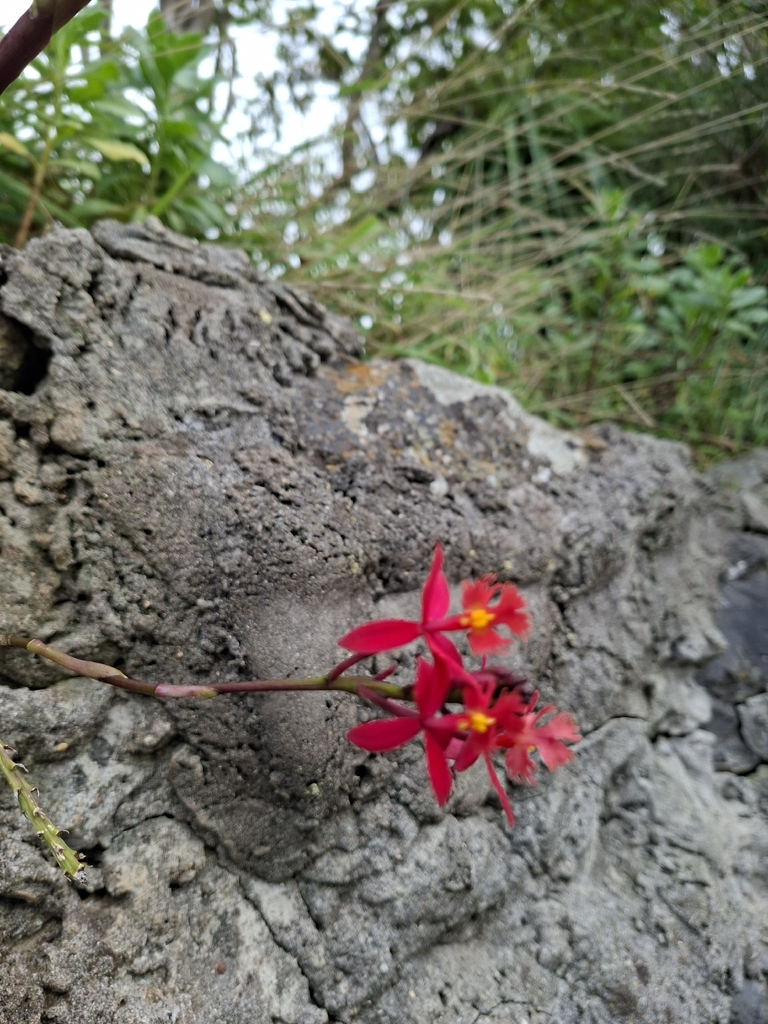 Epidendrum x obrienianum Rolfe 2