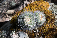 Mammillaria wagneriana