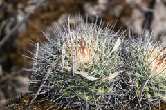 Mammillaria wagneriana