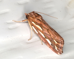 Meyrickella torquesauria