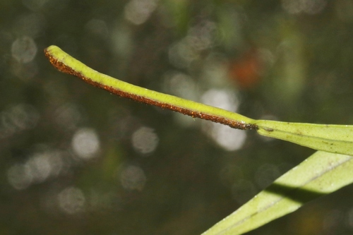 Lepisorus spicatus observed 2026-01-27