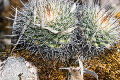 Mammillaria wagneriana