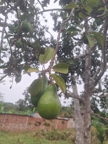 Avocado