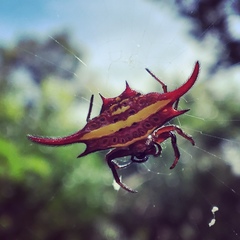 Gasteracantha falcicornis