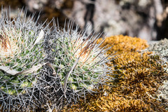 Mammillaria wagneriana