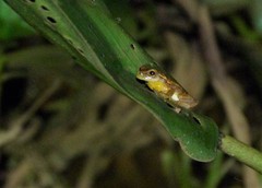 Dendropsophus nanus