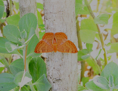 Emesis russula