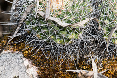 Mammillaria wagneriana