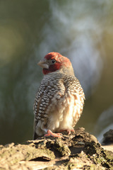 Amadina erythrocephala