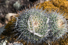 Mammillaria wagneriana