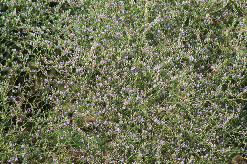 Carolina Sea Lavender (Limonium carolinianum)