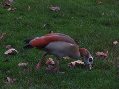 Alopochen aegyptiaca