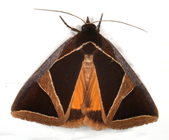 Agamana conjungens