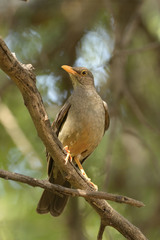 Karoo Thrush photo 2