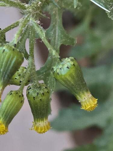 common groundsel