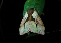 Dirphiopsis multicolor