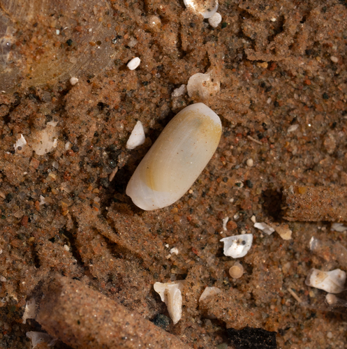 Cylichna alba, 2026-02-10