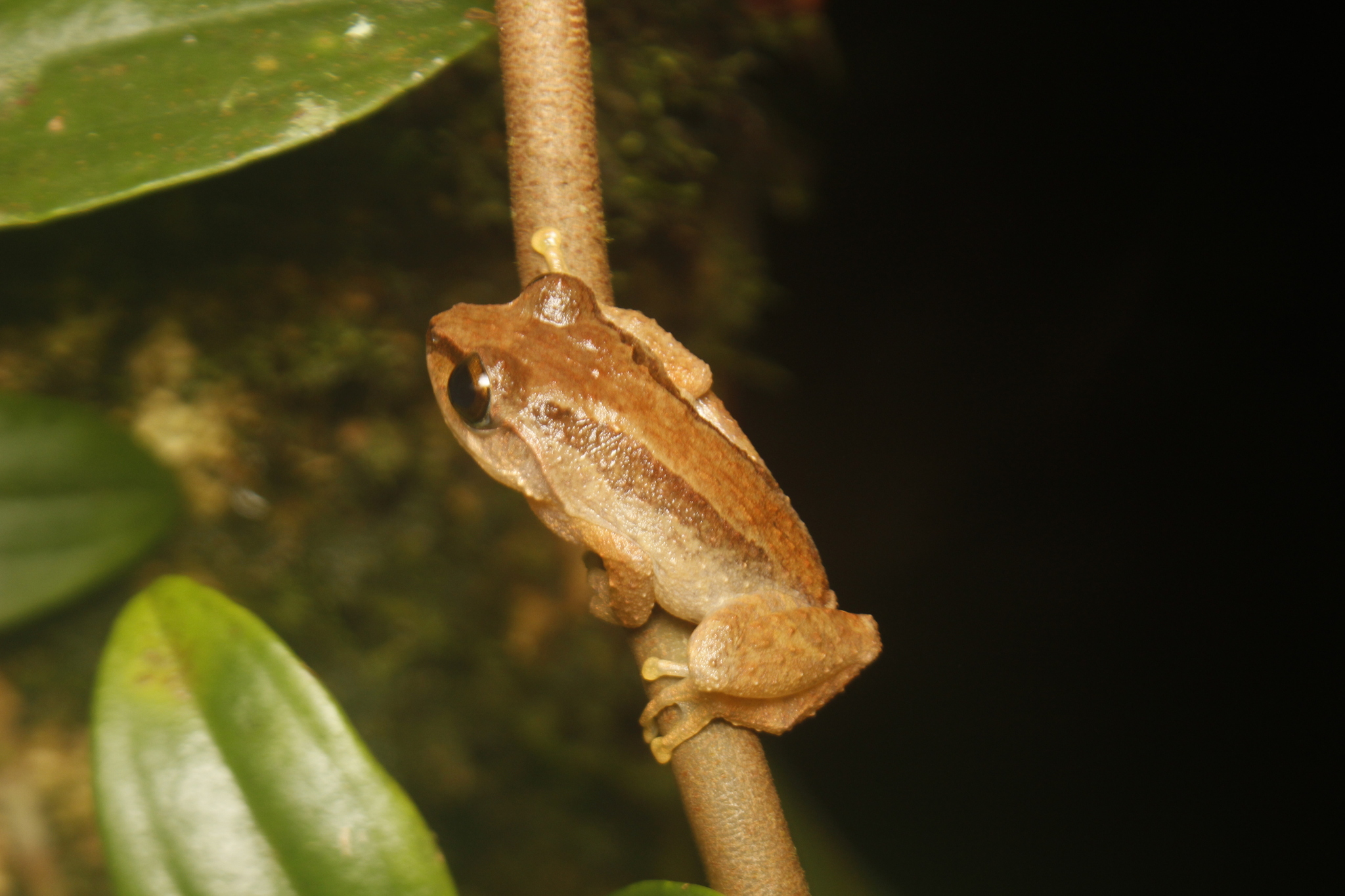 Steiner's Shrub Frog photo 2