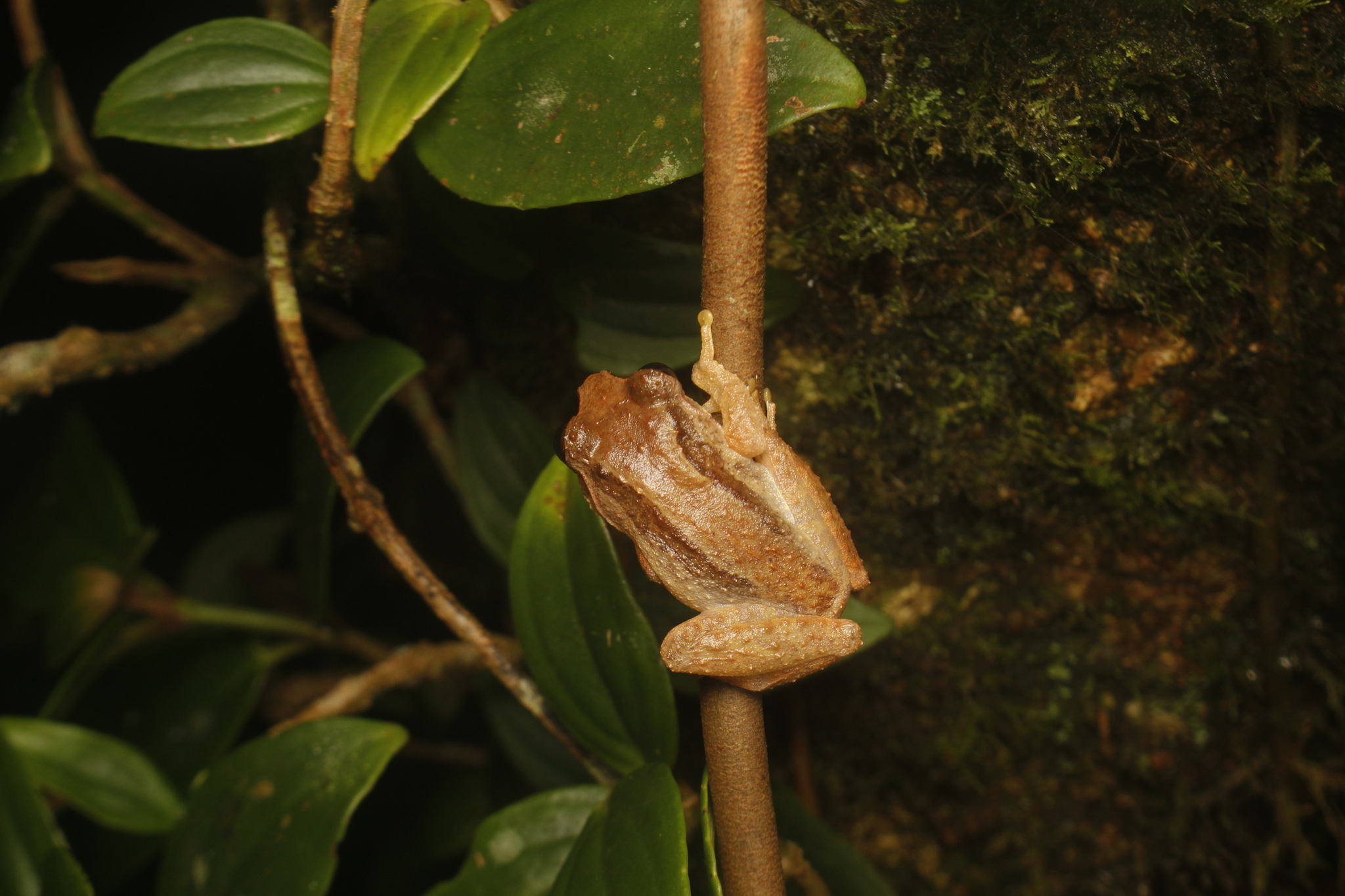 Steiner's Shrub Frog photo 3