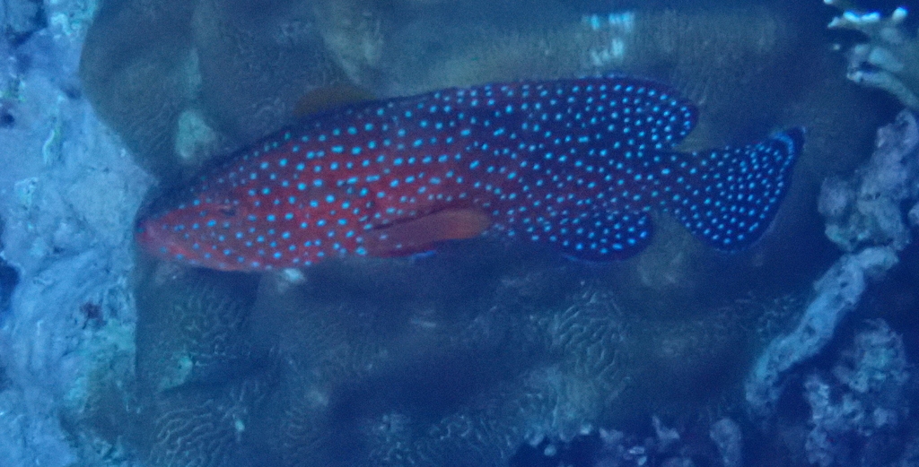 Coral grouper