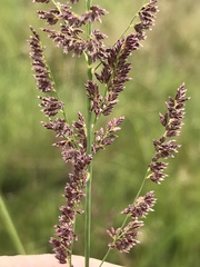Eragrostis gummiflua