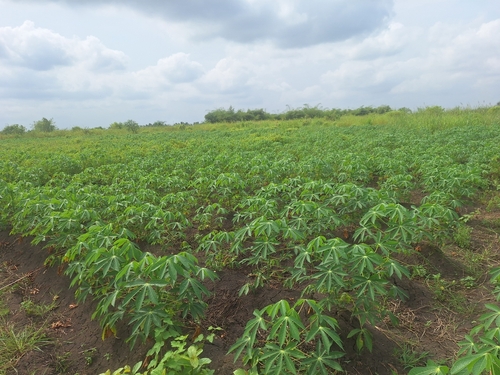 Cassava