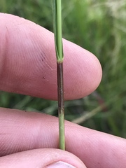 Eragrostis gummiflua