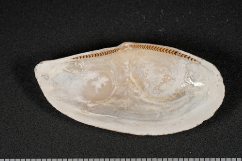 Yoldia limatula, 2026-02-10