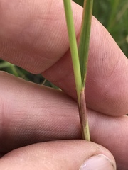 Eragrostis gummiflua