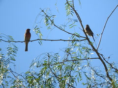 Haemorhous mexicanus
