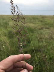 Eragrostis gummiflua