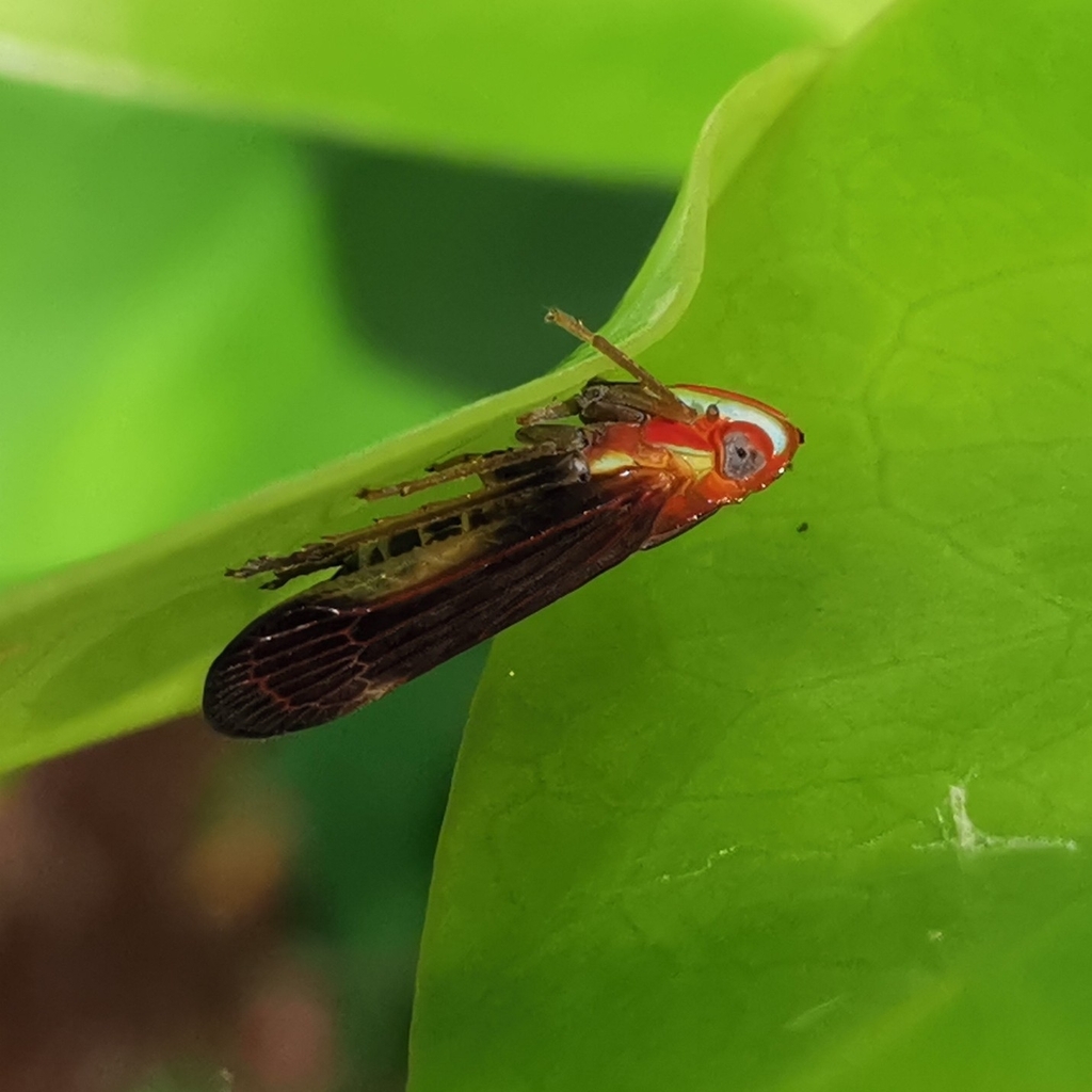 Clardea unicolor