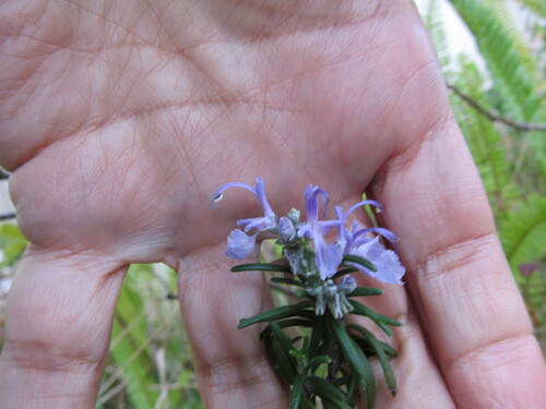 Salvia rosmarinus