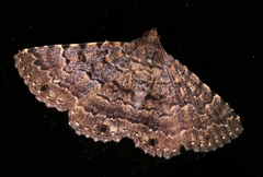 Diatenes aglossoides