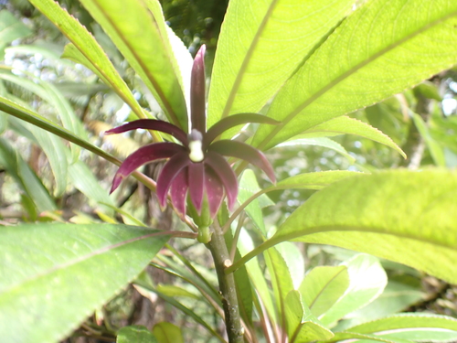 Clermontia montis-loa observed 2026-01-07