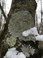 Crespoa crozalsiana