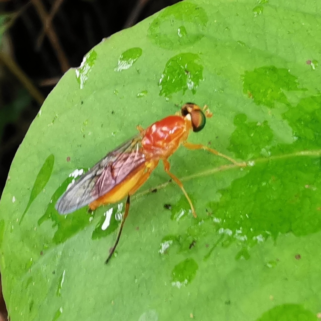 Ptectisargus ranohira