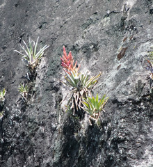 Tillandsia mooreana