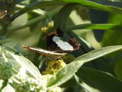 Adelpha paroeca paroeca