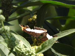 Adelpha paroeca paroeca
