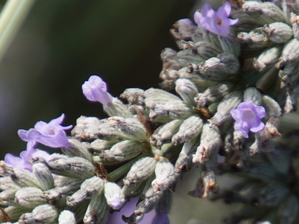 Lavandula