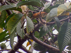 Pachyramphus cinnamomeus