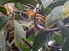 Pachyramphus cinnamomeus