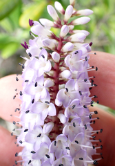 Veronica dieffenbachii, photograph author not stated, no rights reserved