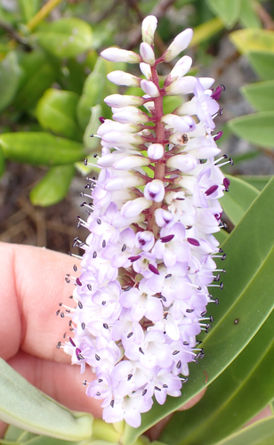 Veronica dieffenbachii, photograph 5